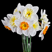 Garden Club of Irvington